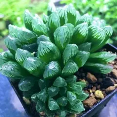 多肉植物 ハオルチア 玉玲瓏x裏般若錦 自宅実生未繁殖苗 7cm鉢 - メルカリ