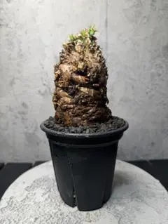 2026年最新】ムランジーナの人気アイテム - メルカリ