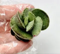 多肉植物⭐️アドロミスクス クーペリー⭐️韓国苗育成 抜き苗 g15
