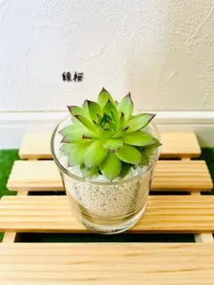 2026年最新】センペルビウムの人気アイテム - メルカリ