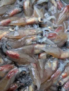 こーちやん様専用　R7年富山県産　エサ用冷凍ホタルイカ600g×10