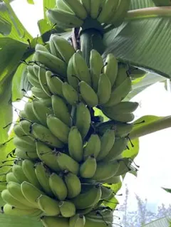 九州バナナ超特大　耐寒性フルーツバナナ苗 九州バナナ超特大 耐寒性フルーツバナナ苗 - メルカリ