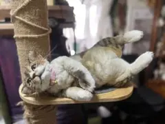 Item thumbnail for item 44772e10-95c2-4e10-b26f-541586fc3443