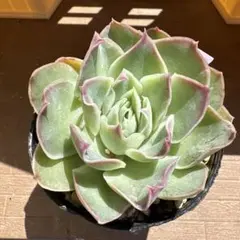 taiyakichan様 リクエスト 2点 まとめ商品