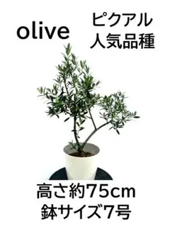 オリーブの木 ホワイト 5号 約60cm NO.1005 希少品種 現品掲載 - メルカリ