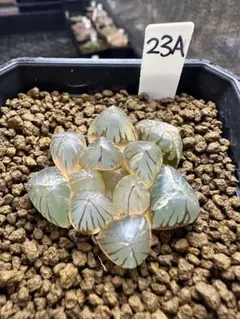 ごまちゃん★必ずプロフ読んでください様 リクエスト 2点 まとめ商品