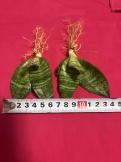 ママちゃん様 リクエスト 2点 まとめ商品