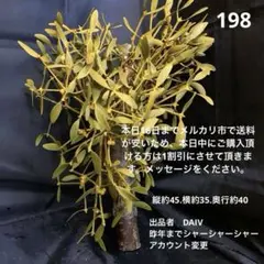 2025年最新】ヤドリギ 親木付きの人気アイテム - メルカリ