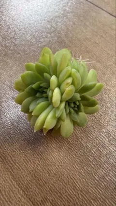 s*須様 ミックスベリア　おらいさん苗　ちょこん　カット苗