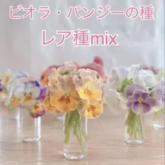 ⭐︎カラー豊富⭐︎ビオラ、パンジーの種mix20粒のサムネイル