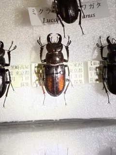 赤系　ミクラミヤマクワガタ標本♂3頭セット 61AnTGqvp5L._UF350,350_QL50_.jpg