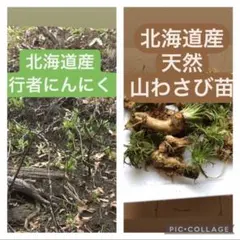 行者にんにく 2025年採り種10g×5 貴重な山菜を栽培【精選種子】 行者にんにく 2025年採り種10g(約900粒) 貴重な山菜を栽培【精選種子