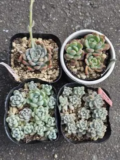 多肉植物 4種 抜き苗 セット