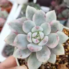 2026年最新】モンロー錦の人気アイテム - メルカリ