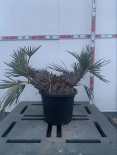 ピニョン松 7号鉢 全長80cm - メルカリ