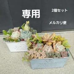 多肉植物寄せ植えそのまま飾れる