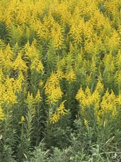 ぽにょ様　専用