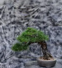 No.4盆栽 黒松 模様木 展示会用 - メルカリ