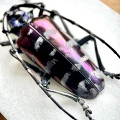 2025年最新】カミキリムシ標本の人気アイテム - メルカリ