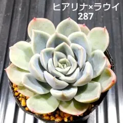 JURI様 リクエスト 3点 まとめ商品