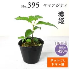 ポットごとヤマト便456】ヤマアジサイ 1年生苗 日向紫雲 | Mercari