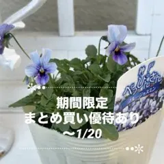 びおら様　ご依頼品　現品　メルカリ便発送　12苗 2026年最新】ビオラ苗の人気アイテム - メルカリ