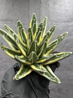 2026年最新】アガベ笹の雪の人気アイテム - メルカリ