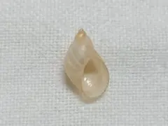 貝 貝殻 標本 ケショウオカモノアラガイ　151