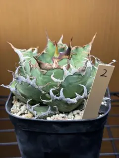 なりりん！様 リクエスト 2点 まとめ商品