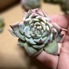 2026年最新】チワワ錦の人気アイテム - メルカリ