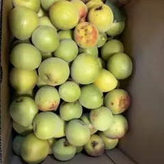 福井県産　紅さし　約3kg 梅　新鮮 青梅 訳あり　サイズ不揃い　紅映のサムネイル