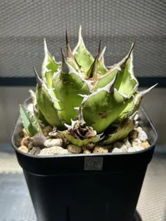 kei1217様 リクエスト 3点 まとめ商品