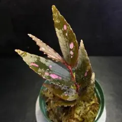 原種ベゴニア begonia spジュラウ(細葉)/テラリウム/パルダリウム