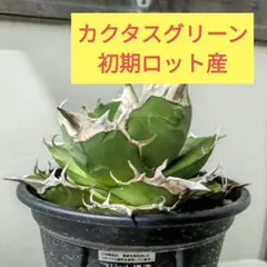 アガベ チタノタ トリケラトプス PUP 発根済み カクタスグリーン 白