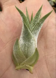 Tillandsia Bulbosa Witty 速達発送 - メルカリ