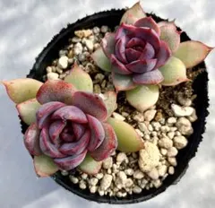 m.s.l.11130407様 リクエスト 3点 まとめ商品