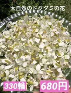 大自然のドクダミの花330輪680円 車往来ペットの散歩なしリピーター様割引ありのサムネイル