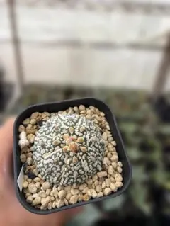 多肉植物 大輪咲 花サボテン 鳳の羽 1番 - メルカリ