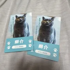 猫カフェ MOCHA 2026 にゃんず総選挙 にゃんず名刺　ピオレ姫路店