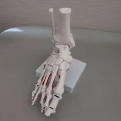 2026年最新】カイロプラクティック模型の人気アイテム - メルカリ