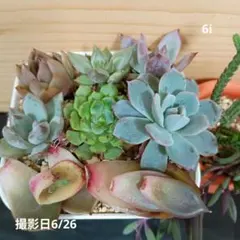 6i　多肉植物　メルカリ便
