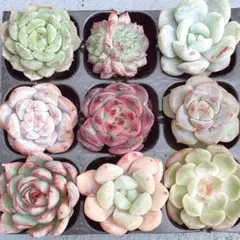 【メルカリ便発送】 9苗セット　韓国苗　カット苗　多肉植物