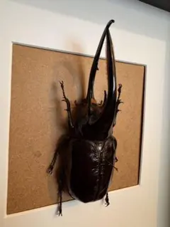 Jo様 リクエスト 2点 まとめ商品