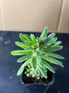 H36 塊根植物ドルステニアギガス ブラータ 大株 鉢のまま発送【落ち葉