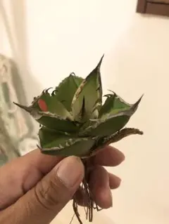 2025年最新】シャークソード アガベの人気アイテム - メルカリ