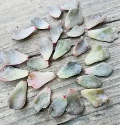 2025年最新】クリスペートビューティの人気アイテム - メルカリ