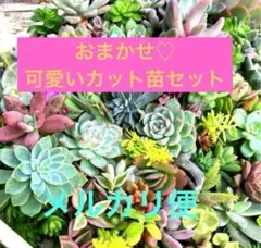2026年最新】多肉 カット苗セットの人気アイテム - メルカリ