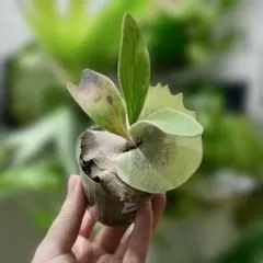 2026年最新】veitchii 2ndの人気アイテム - メルカリ