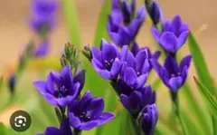 バビアナ　4株　紫　花終わり　来期用　　茎をカットして発送のサムネイル