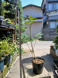 山しゃくの観葉植物 赤色 - メルカリ